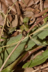 Peribalus strictus strictus