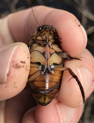Dytiscus cordieri