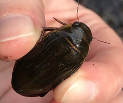 Dytiscus cordieri