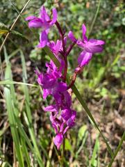 Orchis mascula laxifloriformis