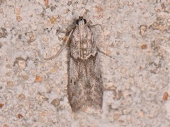 Myelopsis alatella