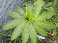 Costus spiralis