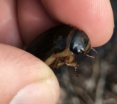 Dytiscus cordieri