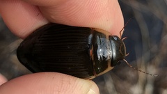 Dytiscus cordieri