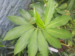 Costus spiralis