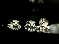 Trachycephalus resinifictrix