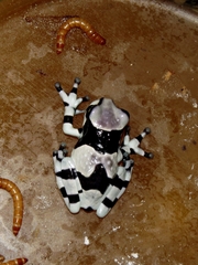 Trachycephalus resinifictrix