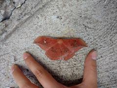 Copaxa multifenestrata