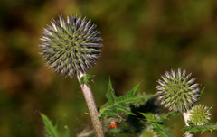 Echinops exaltatus