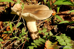 Cantharocybe virosa