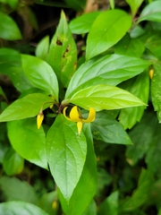 Lysimachia ardisioides