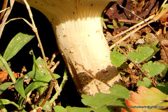 Cantharocybe virosa