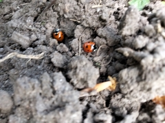 Coccinella septempunctata