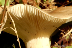 Cantharocybe virosa
