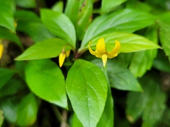 Lysimachia ardisioides