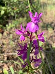 Orchis mascula laxifloriformis