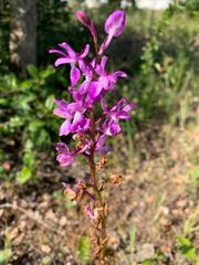 Orchis mascula laxifloriformis