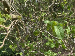 Alnus cordata