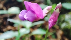 Lathyrus vernus