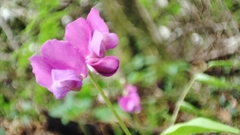 Lathyrus vernus
