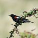 Tricolored Blackbird - Photo (c) Josh Vandermeulen, some rights reserved (CC BY-NC-ND), uploaded by Josh Vandermeulen