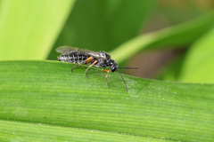 Dolerus vestigialis