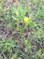 Oenothera berlandieri