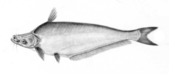 Butter Catfish photo 2