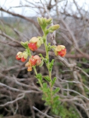 Hermannia flammea