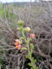 Hermannia flammea