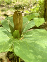 Trillium sessile