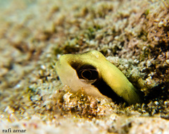 Yellowback Blenny photo 5