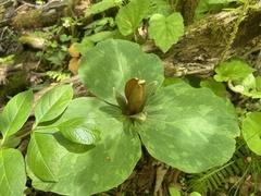 Trillium sessile