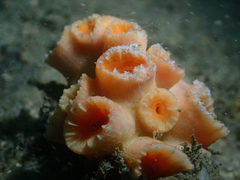 Cladopsammia eguchii