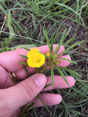 Oenothera berlandieri