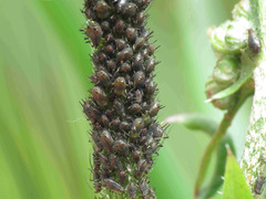 Uroleucon sonchi