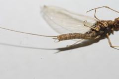 Takobia muticus