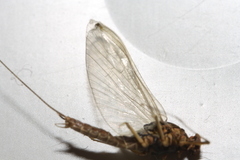 Takobia muticus