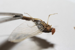 Takobia muticus