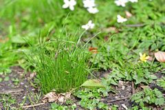 Ornithogalum umbellatum