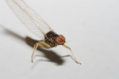 Takobia muticus