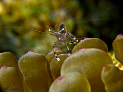 Ancylomenes longicarpus