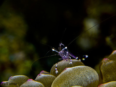 Ancylomenes longicarpus