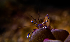 Ancylomenes longicarpus