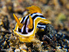 Chromodoris quadricolor