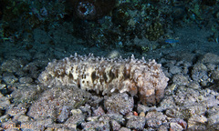 Stichopus