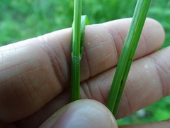 Carex normalis