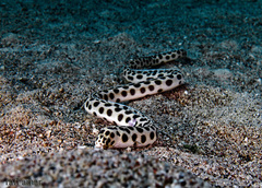 Myrichthys maculosus