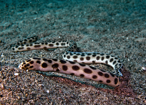 Tiger Snake Eel