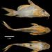 Moustache Catfish - Photo (c) Natural History Museum
, some rights reserved (CC BY)